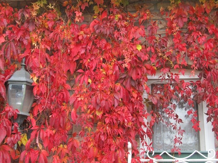 Herfstbladeren2